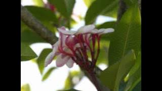 Isa Lei - The Bill Sevesi Team