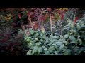 Will It Survive? What Garden Crops Can Survive A Frost in Fall? Notes and Observations