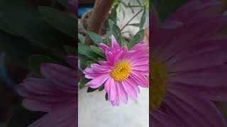 My sister mini garden in Kolkata #gardeningtips #kolkata 