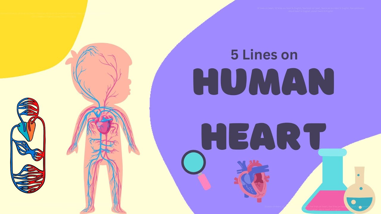 Human Heart / 5 Lines on Human Heart in English / About Human Heart in ...