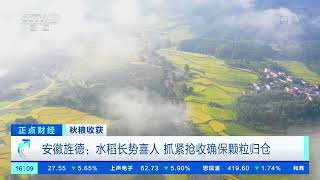[正点财经]秋粮收获 安徽旌德：水稻长势喜人 抓紧抢收确保颗粒归仓|CCTV财经