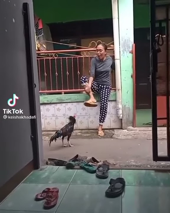 story wa lucu tarung ayam