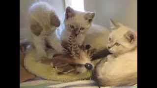 Ralphie & Rodney-Adoptable Seal Point Siamese Kittens