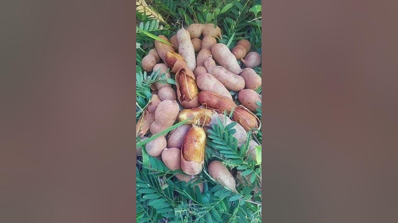 aap-sab-bataiye-ine-falon-mein-se-khatta-aur-meetha-kaun-sa-fal-hai