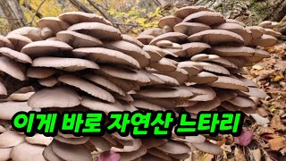 자연산 느타리버섯도 산 더미를  만듬니다