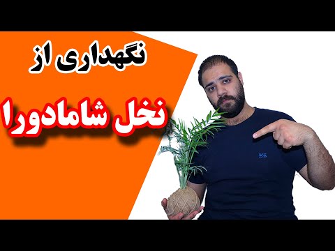 تصویری: نحوه مراقبت از درخت خرما