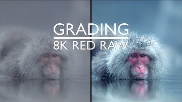Grading RED Raw 8K Video For The First Time (Monstro & Helium R3D Files)