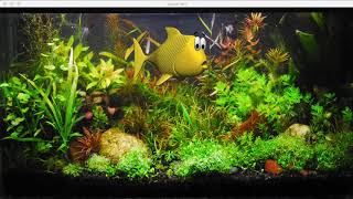 Animated fish in aquarium.  Coded in Processing.