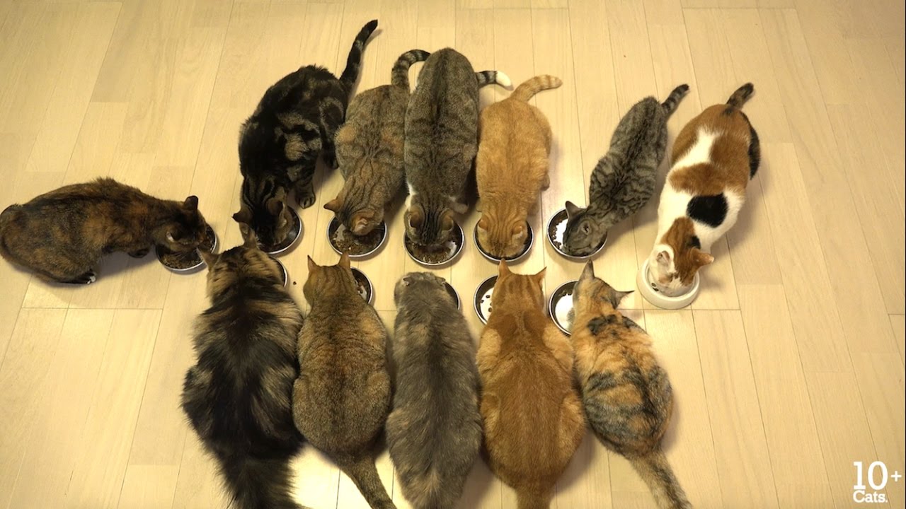 Кошка и 10 котят. 10 Кошек. Фото 10 кошек. 10 Котят. 10 Из 10 кошка.