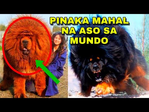 Video: Paano Pumili Ng Isang Maganda At Matalino Na Medium Breed Na Aso