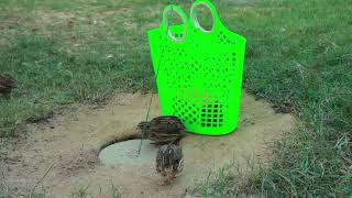 Simple Quick Effective Bird Trap With Deep Hole and Basket || Unique Underground Bird Trap