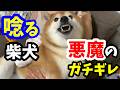 柴犬の機嫌がどれだけ良かろうと絶対にやってはならない危険な行為