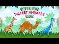 Animals quiz  guess the tallest animal  fun challenge for kids