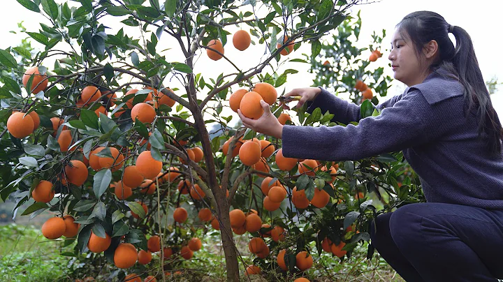 Picking Oranges from Your Own Orchard! Self-Sufficient Life is Amazing! - DayDayNews