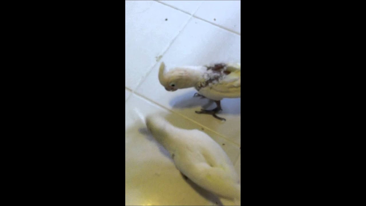 camera iphone 8 plus apk Role Reversal, Goffin's Cockatoo Style