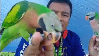 How to differentiate between male and female Javanese parrots