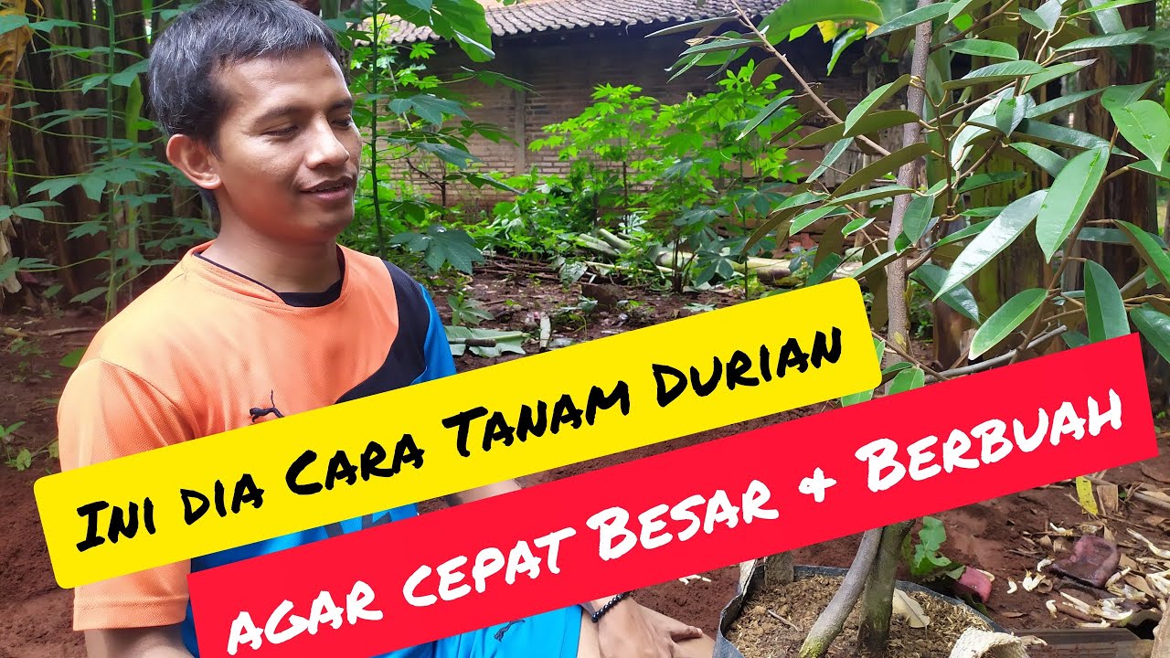 Rahasia Menanam Durian agar Cepat Besar & Berbuah 