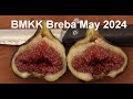 BM KK Fig Breba 5-27-24