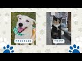 Perfect Pet Meet Freckles And Tripp