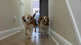 Funny Dogs reaction to Opening the Fridge by Charlie The Beagle 3,291 views 1 year ago 1 minute, 38 seconds