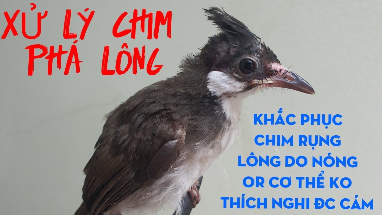 XỬ LÝ CHIM PHÁ LÔNG/CHIM TỰ RỚT LÔNG MÀO,CỔ,ĐẦU..V..V..KHẮC PHỤC CHIM PHÌNH LÔNG