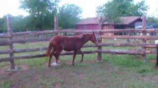 Sorrel Poa Yearling for Sale