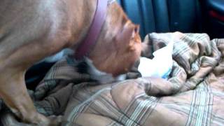 VID-20111128-00001