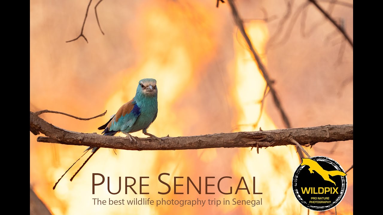 WILDPIX TRAVEL - PURE SENEGAL