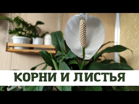 Женское Счастье (Спатифиллум) Проблема с Листьями