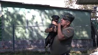 Ягдтерьер -Cacit Барсук 201 Г -Фрг- Auf Dem Lande Bei Merkel