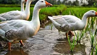 Goose Sounds in Rice Fields After Rain 🌧️ Relaxing Nature Ambience #NatureSounds #Relaxing #Rain screenshot 4