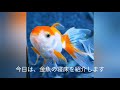 金魚の寝床