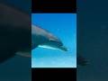 Dolphins at Play#wildlife #animals #shorts #video