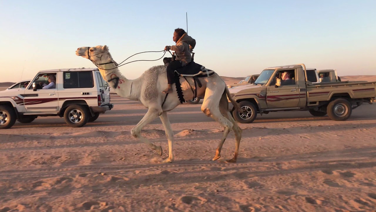 شوط مخصص للهجن الحراير الاصايل13كم(خويران) ل نصر الله سلمان القرعاني الحويطي-الخبت ١٤٤٠:٨:١٤