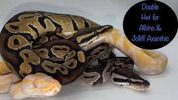 Double Het Albino Jolliff Axanthic (double het snow) Female Ball Python Availability