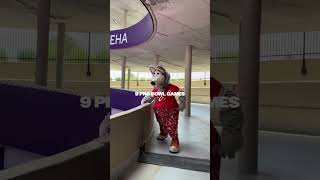 The Nfls Longest-Tenured Mascot Is Officially Retiring Congrats, Dan Meers Via Tt