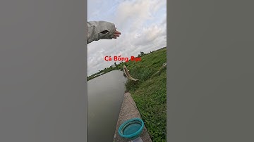 Câu Cá Bống Đục #cauca #fishing  #viralvideo