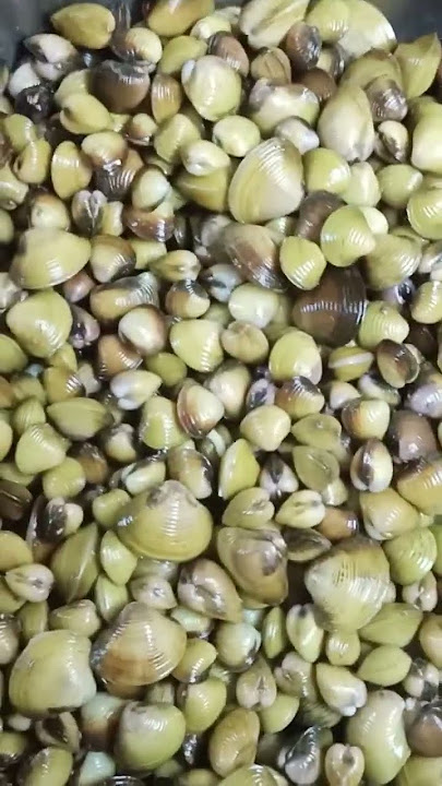 BENNEK OR FRESHWATER CLAM