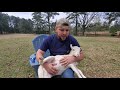 Banding our lambs - Castrating tutorial #lazypondfarm