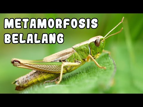 Penjelasan Lengkap Tahap-Tahap Metamorfosis Belalang #BelajardiRumah