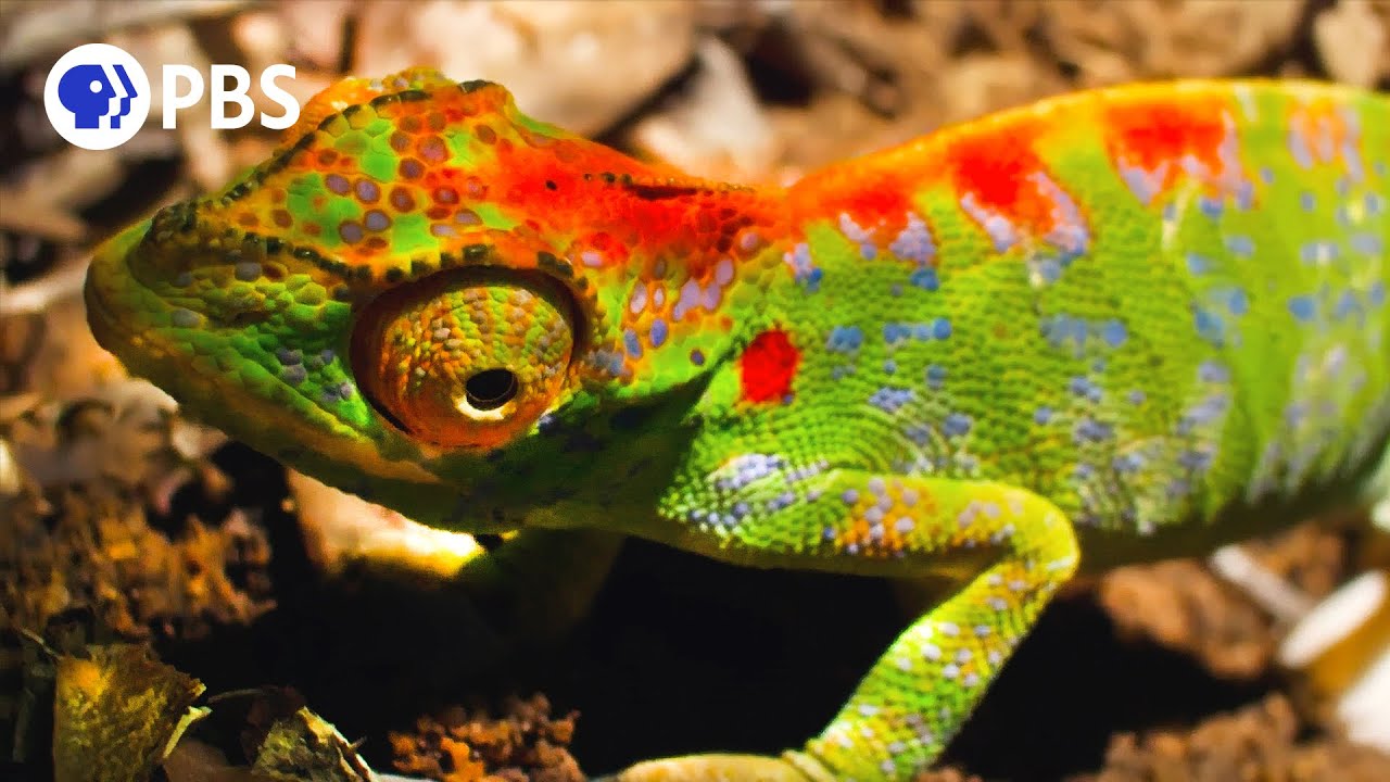 Chameleon