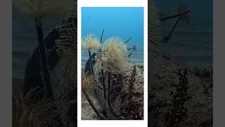 Spirographe Cannes la Bocca 24/02/2026 GoPro 13 black