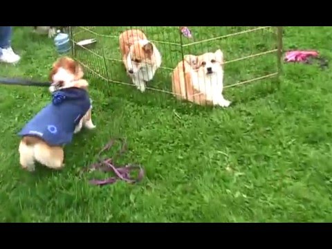 Corgi fun day