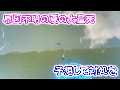 Medaka] In the summer, many fish die for unknown reasons