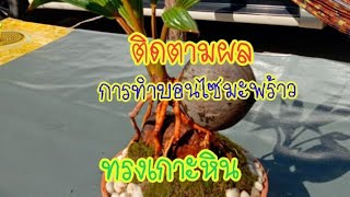 ติดตามผล การทดลองทำบอนไซมะพร้าวทรงเกาะหิน