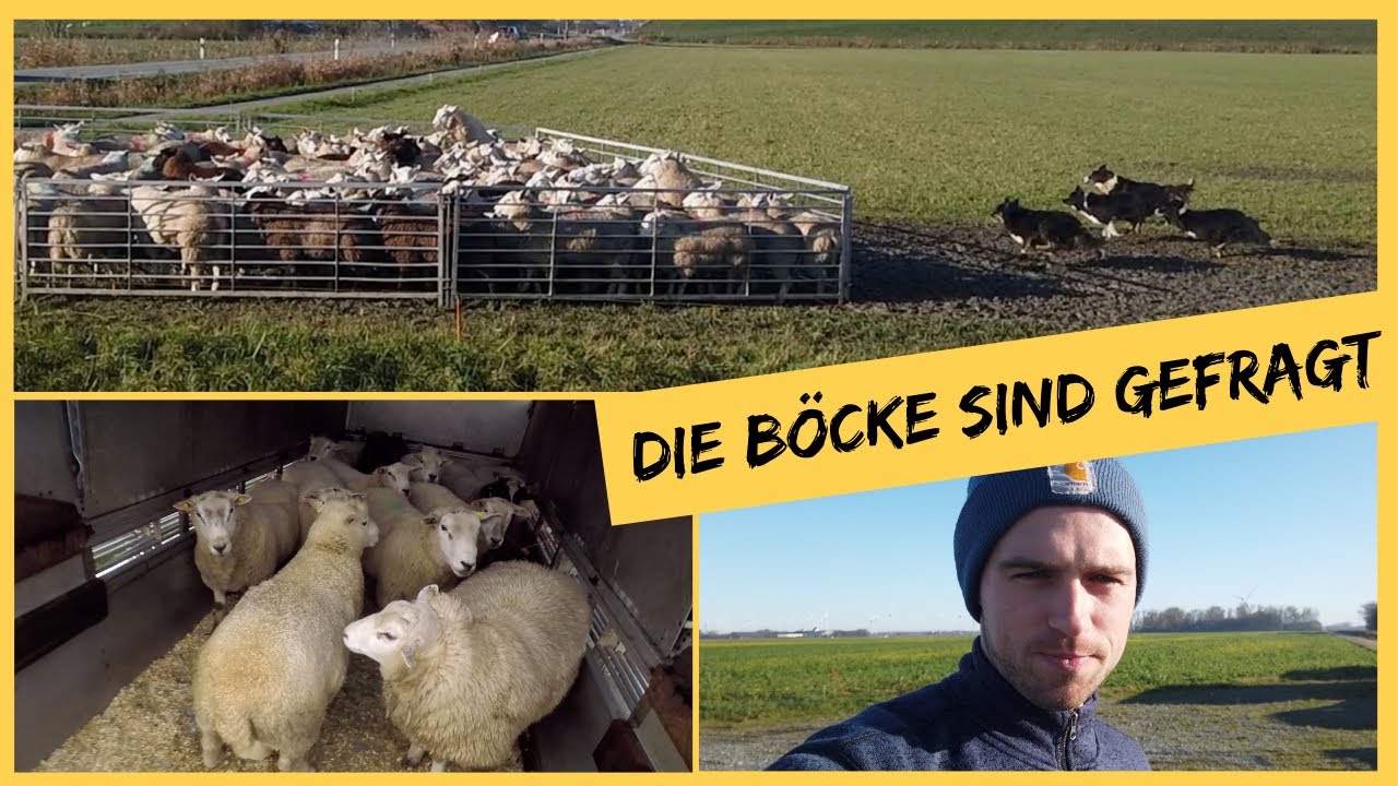 Die Böcke sind gefragt! | DEICHVLOG #29
