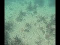 ISLA CONTOY ANGELFISCH