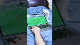 Cats Vs Tv Break And Destroy Funny Cats Moments