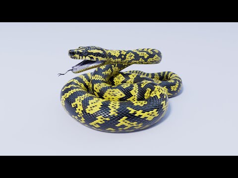 Animated Game Ready Zebra Jungle Carpet Python 3D Model