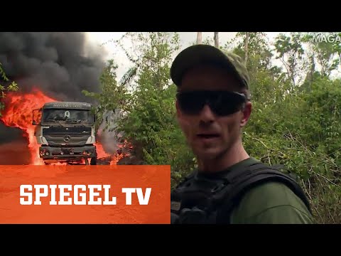 Video: Warum holzen Holzfäller den Regenwald ab?